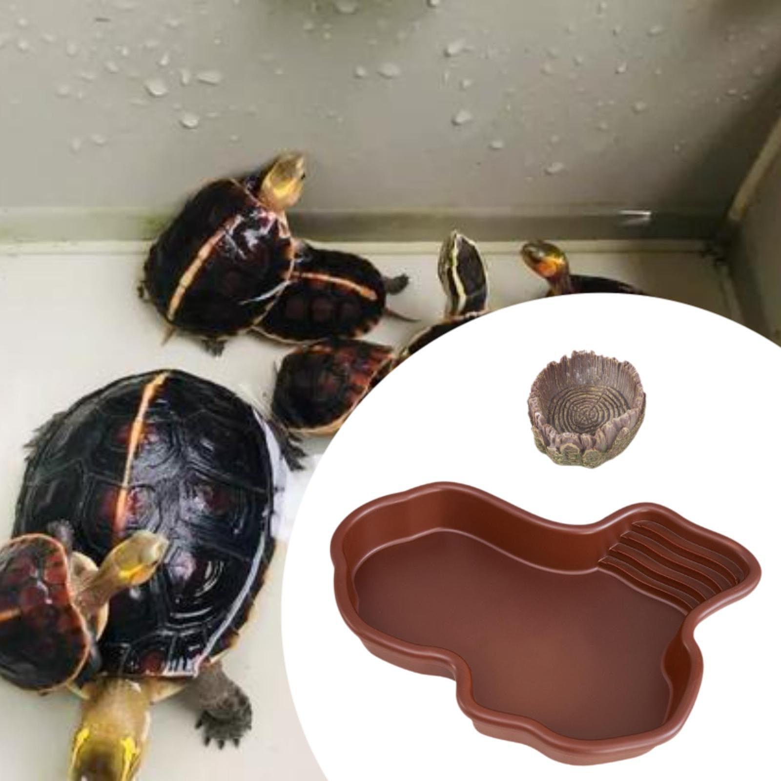 Piscina Decorativa para Réptei - Pet Supplies Is Food avaliação e preço