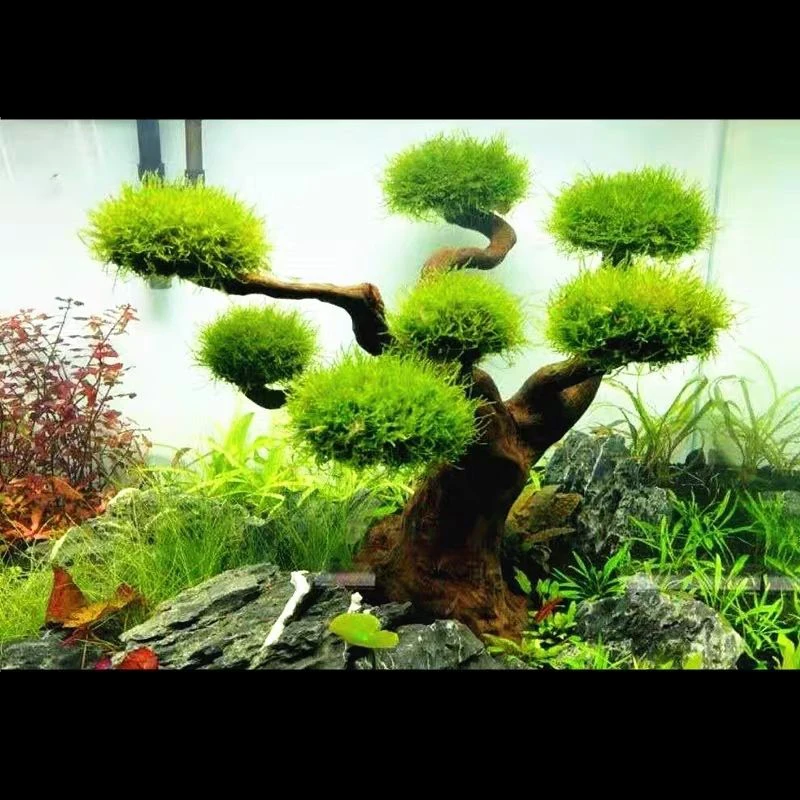 Aquário flutuante paisagismo d - Pet Supplies Fish avaliação e preço