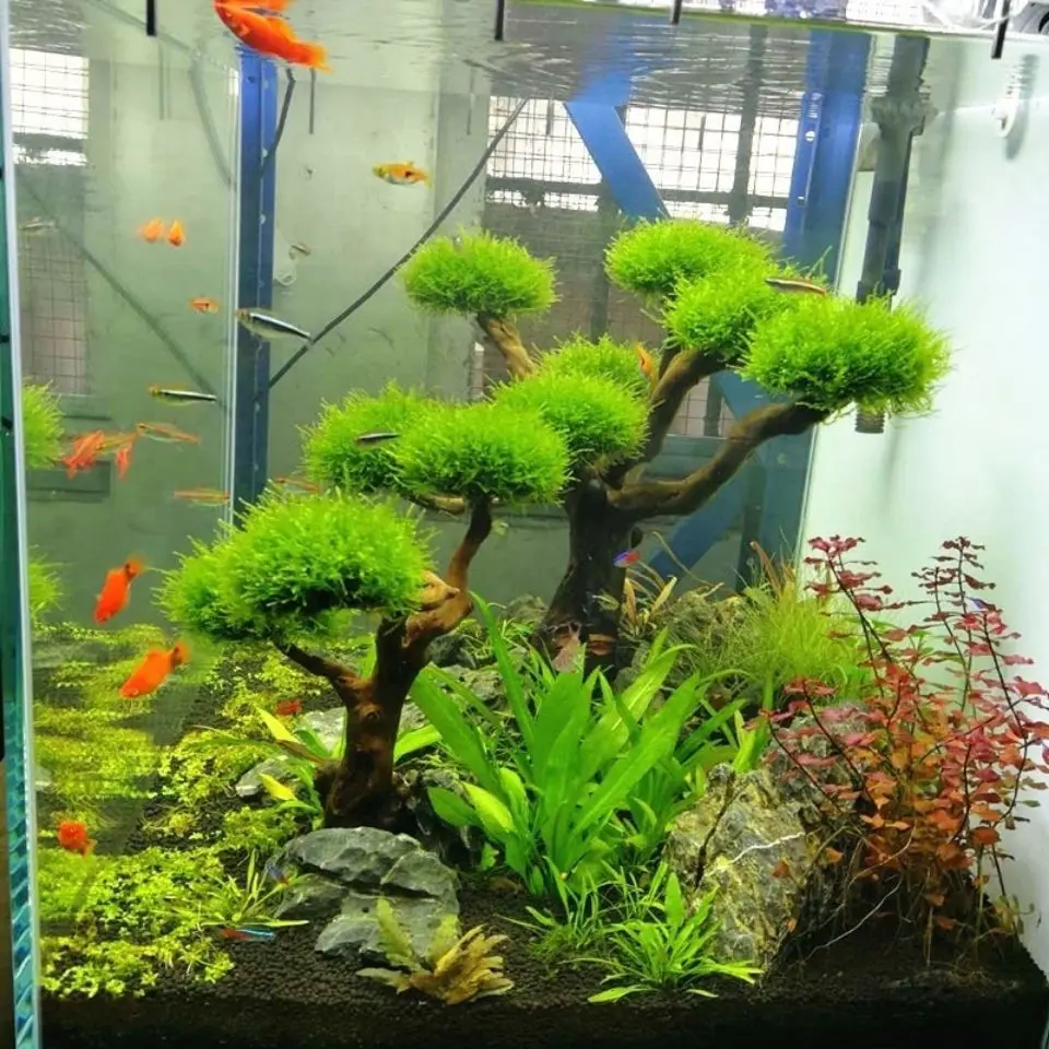 Aquário flutuante paisagismo d - Pet Supplies Fish avaliação e preço
